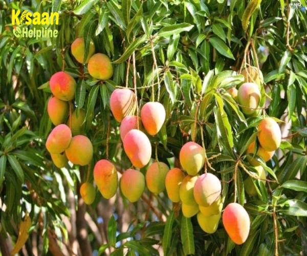 आम की खेती और उससे जुड़ी जानकारी